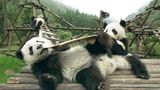 Fotoshow: Pandabären - Bild 7