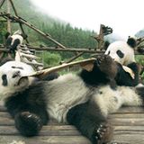 Fotoshow: Pandabären - Bild 7