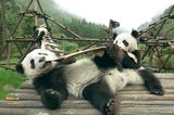 Fotoshow: Pandabären - Bild 7