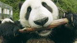 Fotoshow: Pandabären - Bild 8