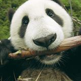 Fotoshow: Pandabären - Bild 8