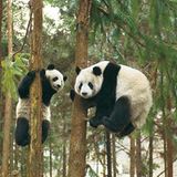 Fotoshow: Pandabären - Bild 9