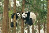 Fotoshow: Pandabären - Bild 9