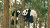Fotoshow: Pandabären - Bild 9