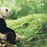 Fotoshow: Pandabären - Bild 10