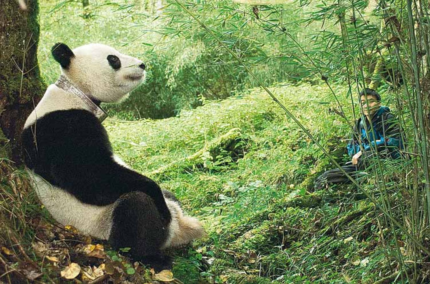 Fotoshow: Pandabären - Bild 10