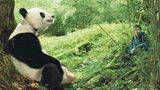 Fotoshow: Pandabären - Bild 10