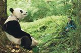 Fotoshow: Pandabären - Bild 10
