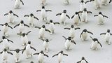 Fotoshow: Pinguine