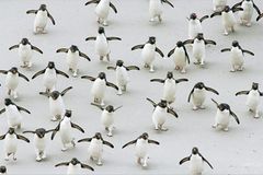 Fotoshow: Pinguine