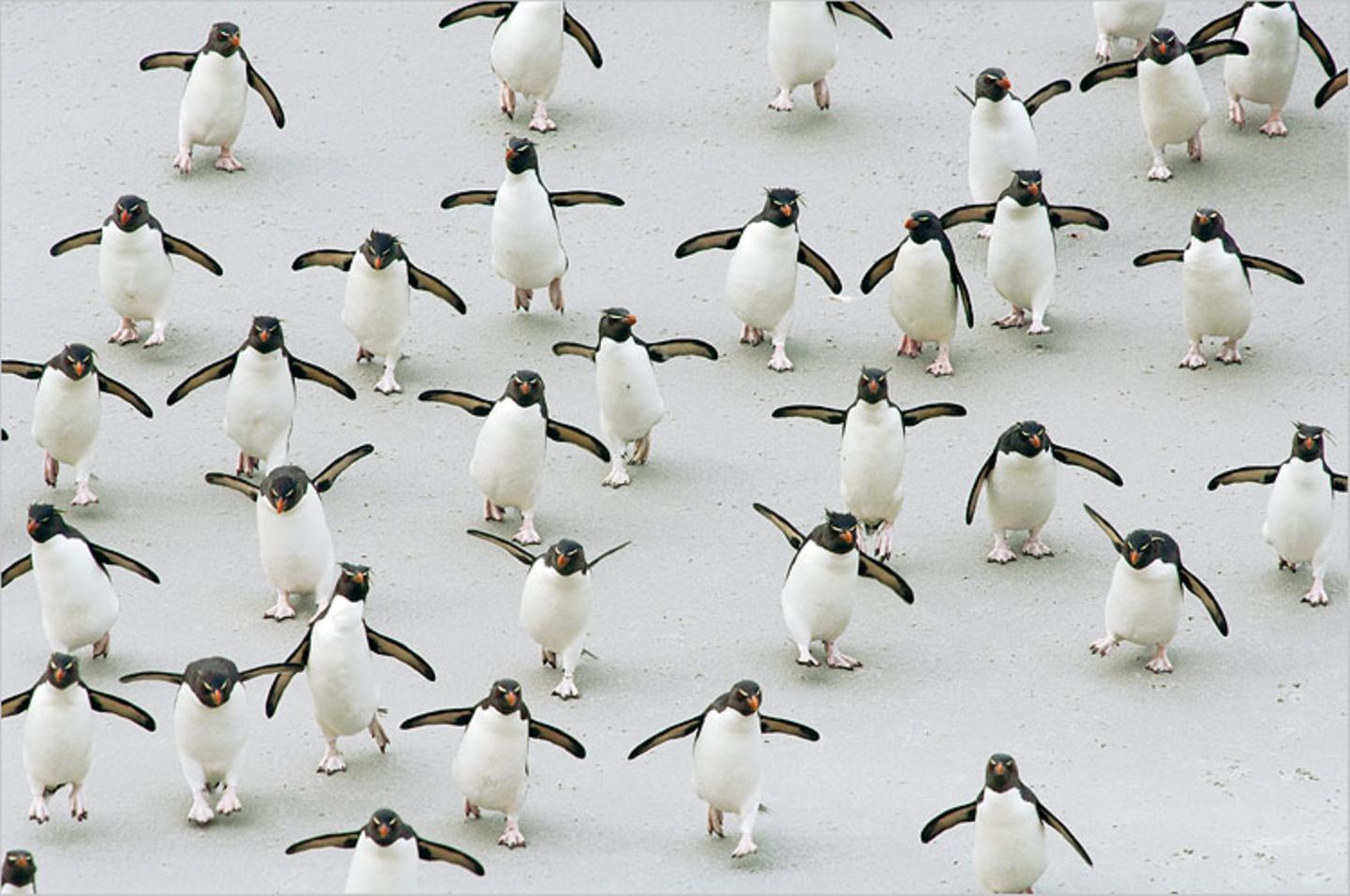Fotoshow: Pinguine