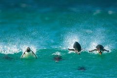 Fotoshow: Pinguine - Bild 2