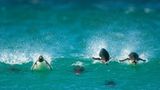 Fotoshow: Pinguine - Bild 2