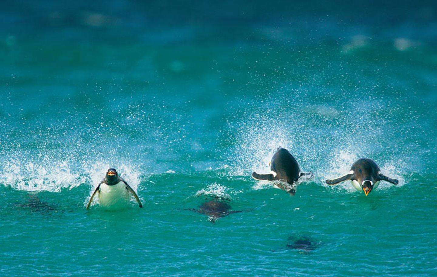 Fotoshow: Pinguine - Bild 2
