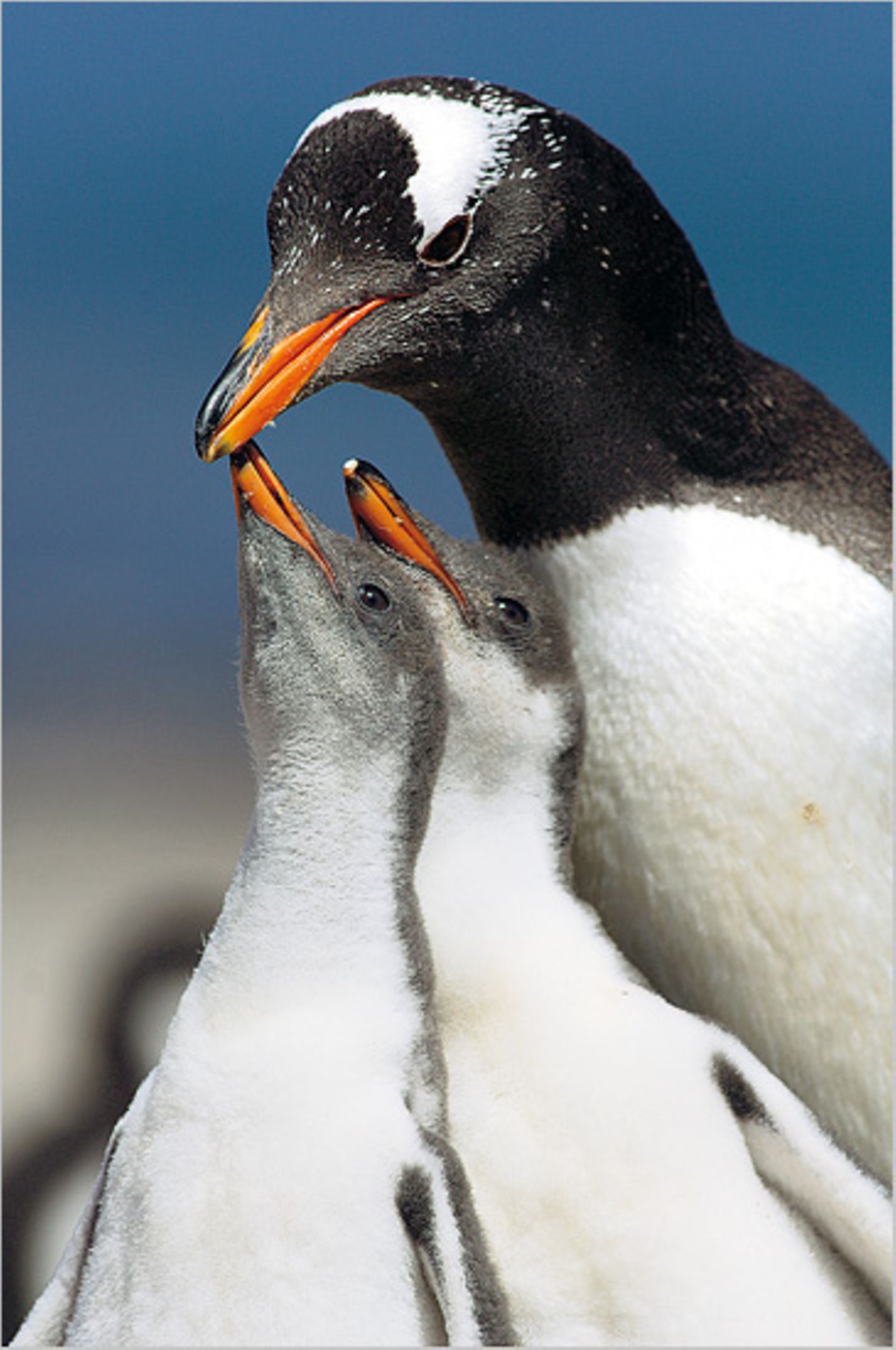 Fotoshow: Pinguine - Bild 3