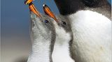 Fotoshow: Pinguine - Bild 3
