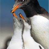 Fotoshow: Pinguine - Bild 3