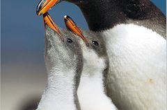 Fotoshow: Pinguine - Bild 3