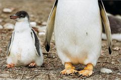 Fotoshow: Pinguine - Bild 4