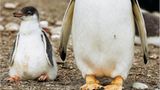 Fotoshow: Pinguine - Bild 4