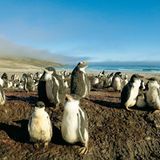 Fotoshow: Pinguine - Bild 5