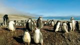 Fotoshow: Pinguine - Bild 5