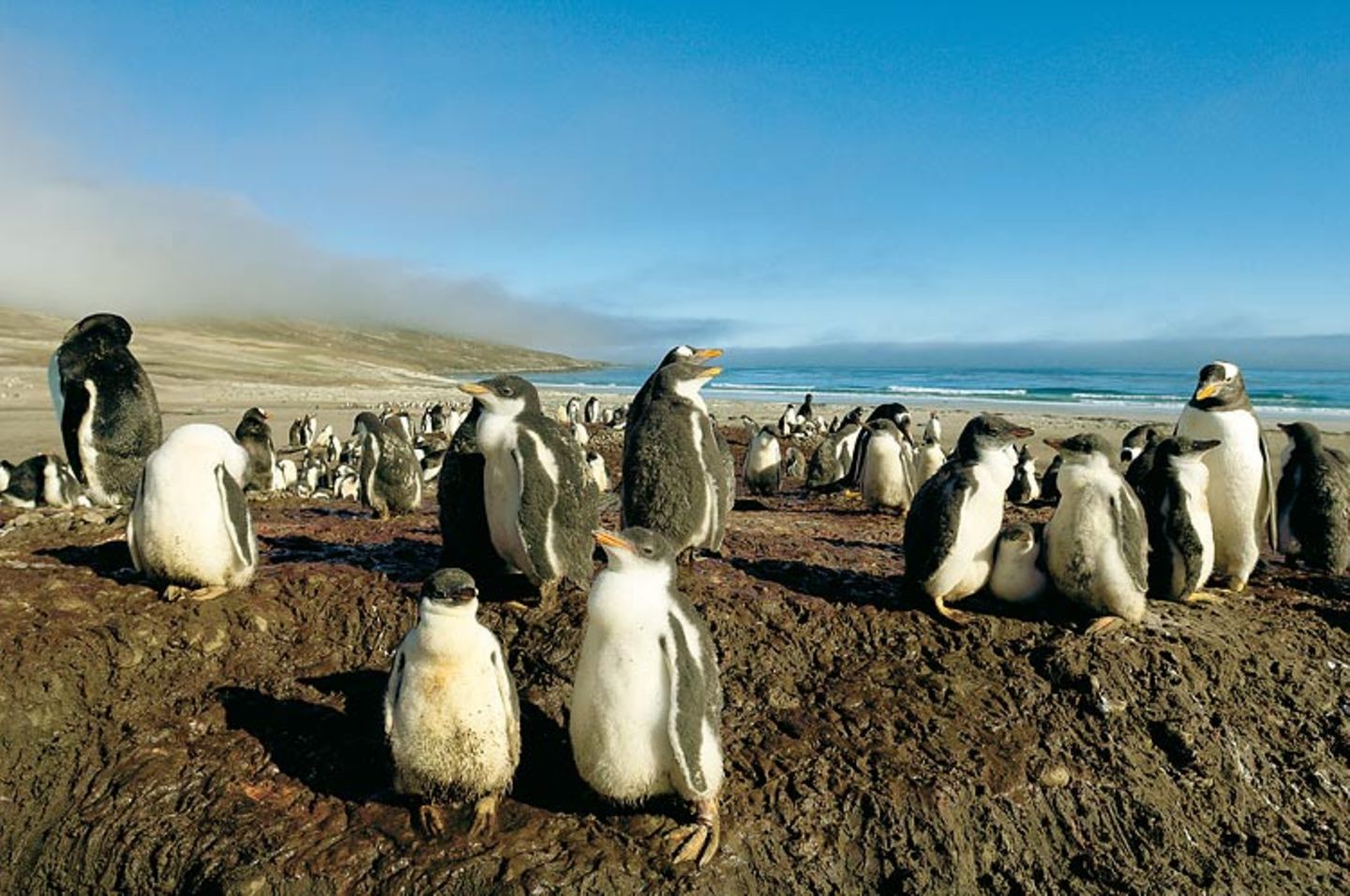 Fotoshow: Pinguine - Bild 5
