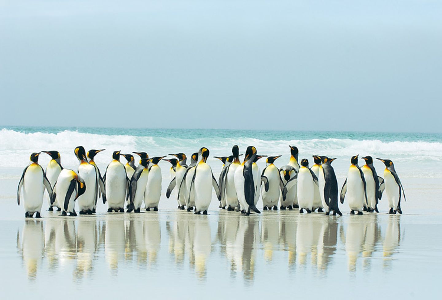 Fotoshow: Pinguine - Bild 6