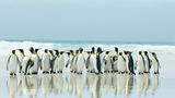 Fotoshow: Pinguine - Bild 6