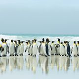 Fotoshow: Pinguine - Bild 6