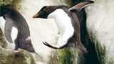 Fotoshow: Pinguine - Bild 7