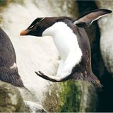 Fotoshow: Pinguine - Bild 7