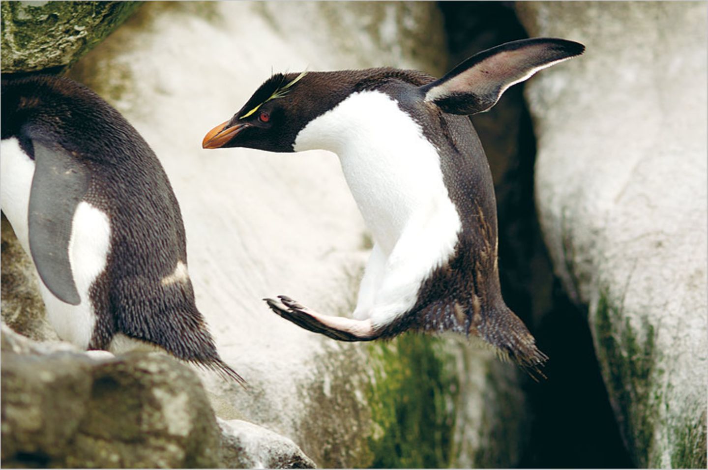 Fotoshow: Pinguine - Bild 7