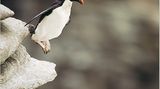 Fotoshow: Pinguine - Bild 8