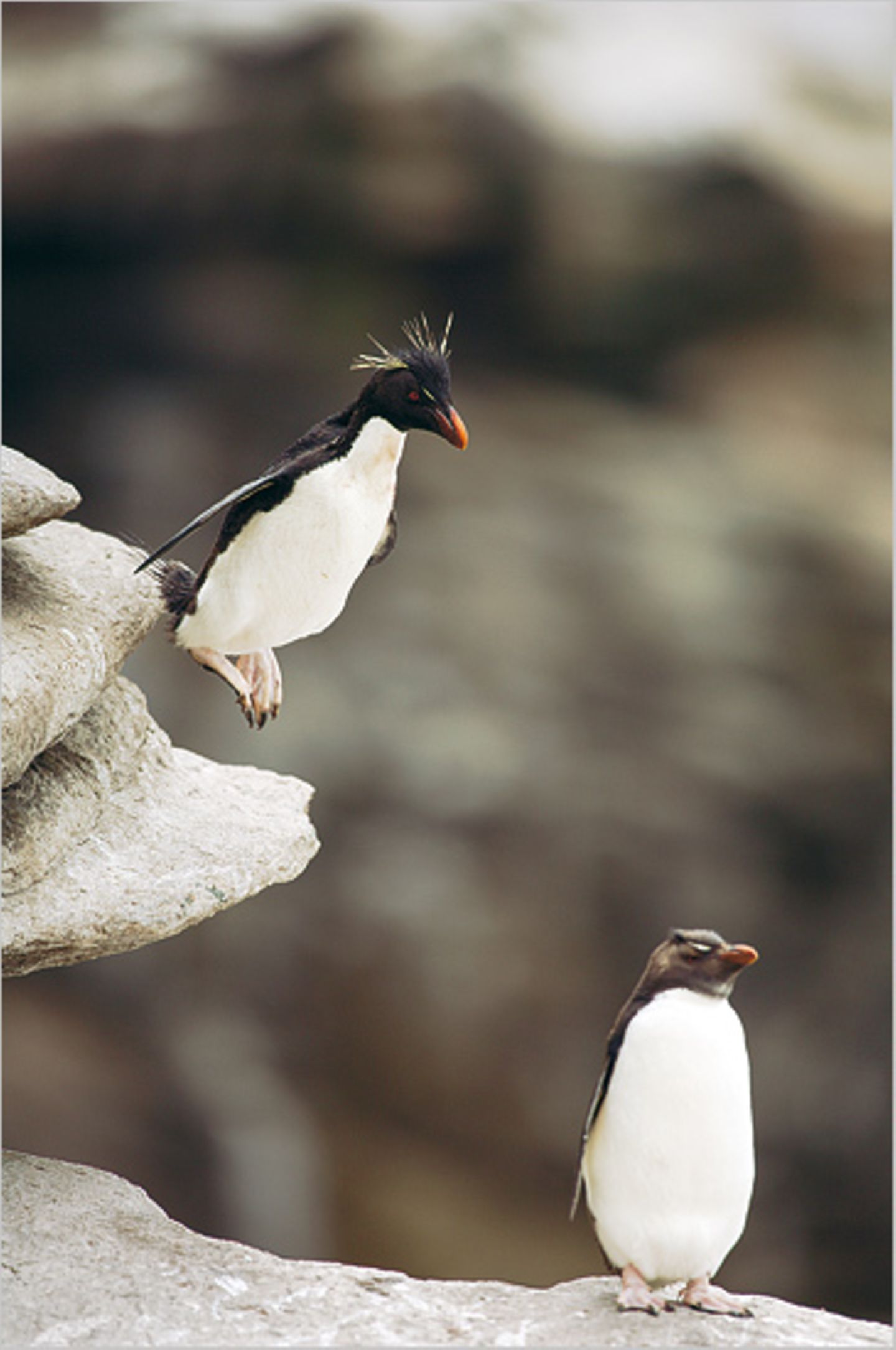 Fotoshow: Pinguine - Bild 8