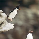 Fotoshow: Pinguine - Bild 8