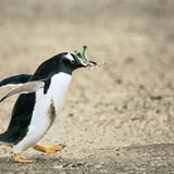 Fotoshow: Pinguine - Bild 9