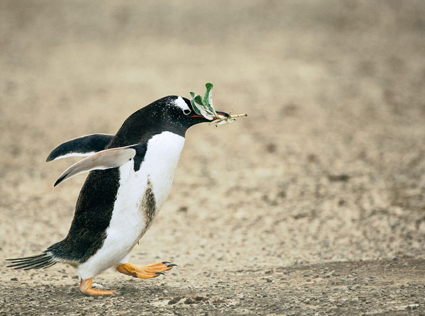 Fotoshow: Pinguine - Bild 9 - [GEO]