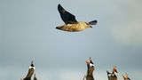 Fotoshow: Pinguine - Bild 10