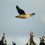 Fotoshow: Pinguine - Bild 10