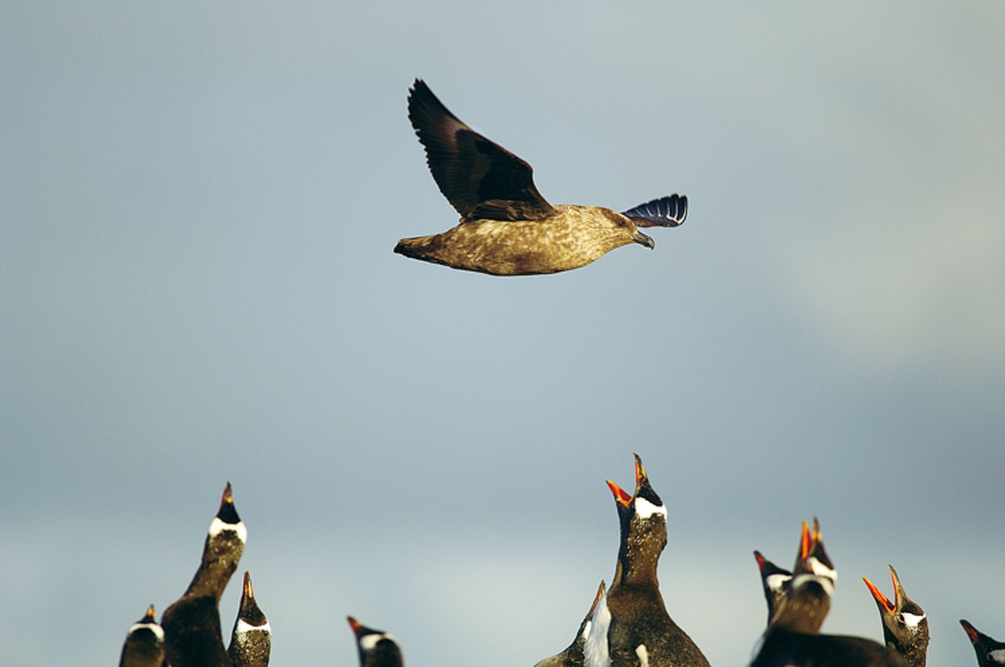 Fotoshow: Pinguine - Bild 10