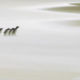 Fotoshow: Pinguine - Bild 11
