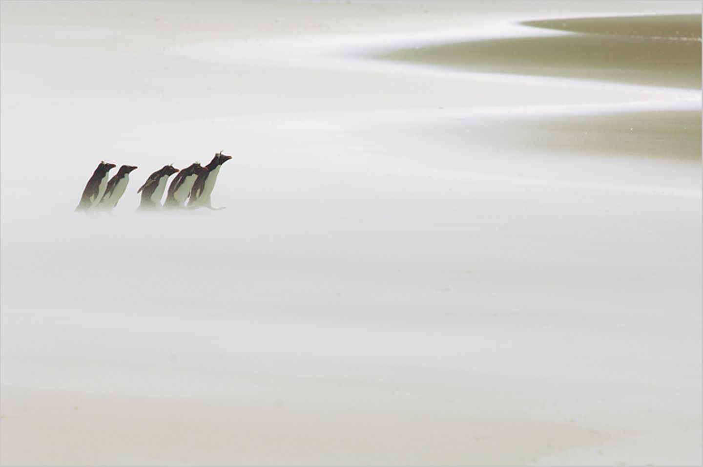 Fotoshow: Pinguine - Bild 11