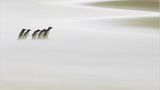 Fotoshow: Pinguine - Bild 11