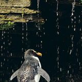 Fotoshow: Pinguine - Bild 12