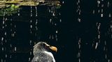 Fotoshow: Pinguine - Bild 12