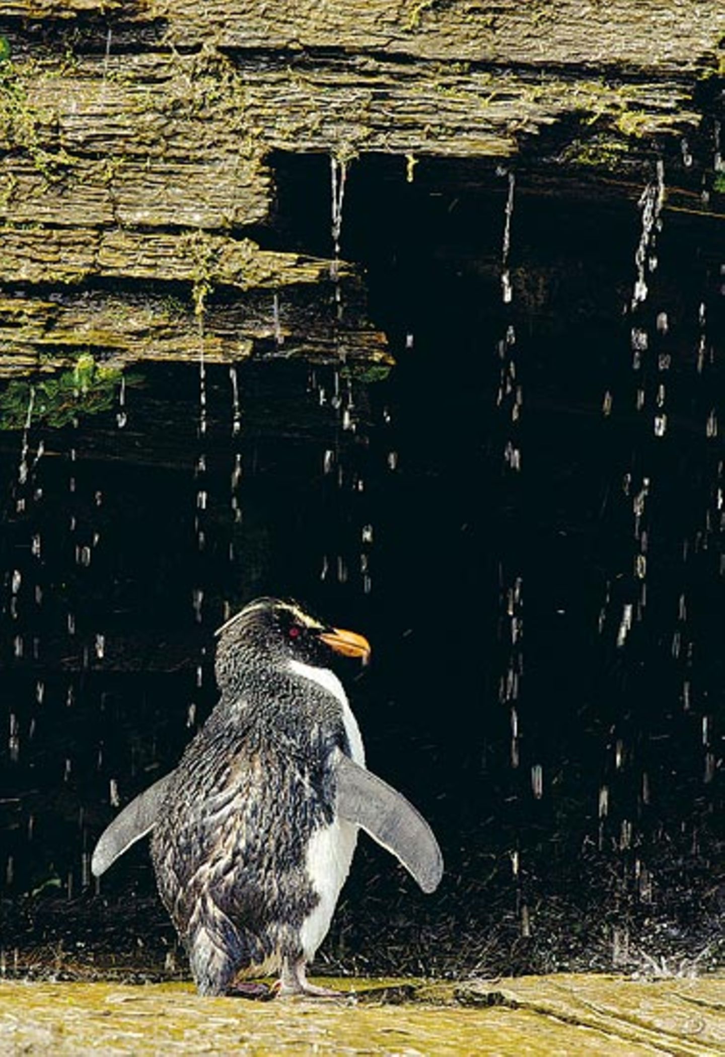 Fotoshow: Pinguine - Bild 12
