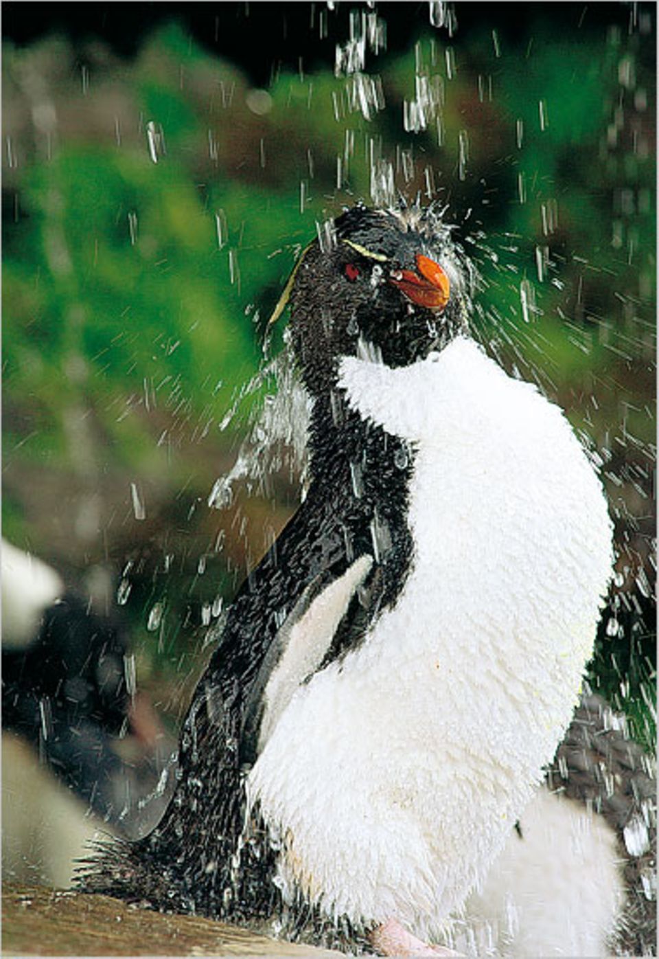 Fotoshow Pinguine Bild 13 [GEO]