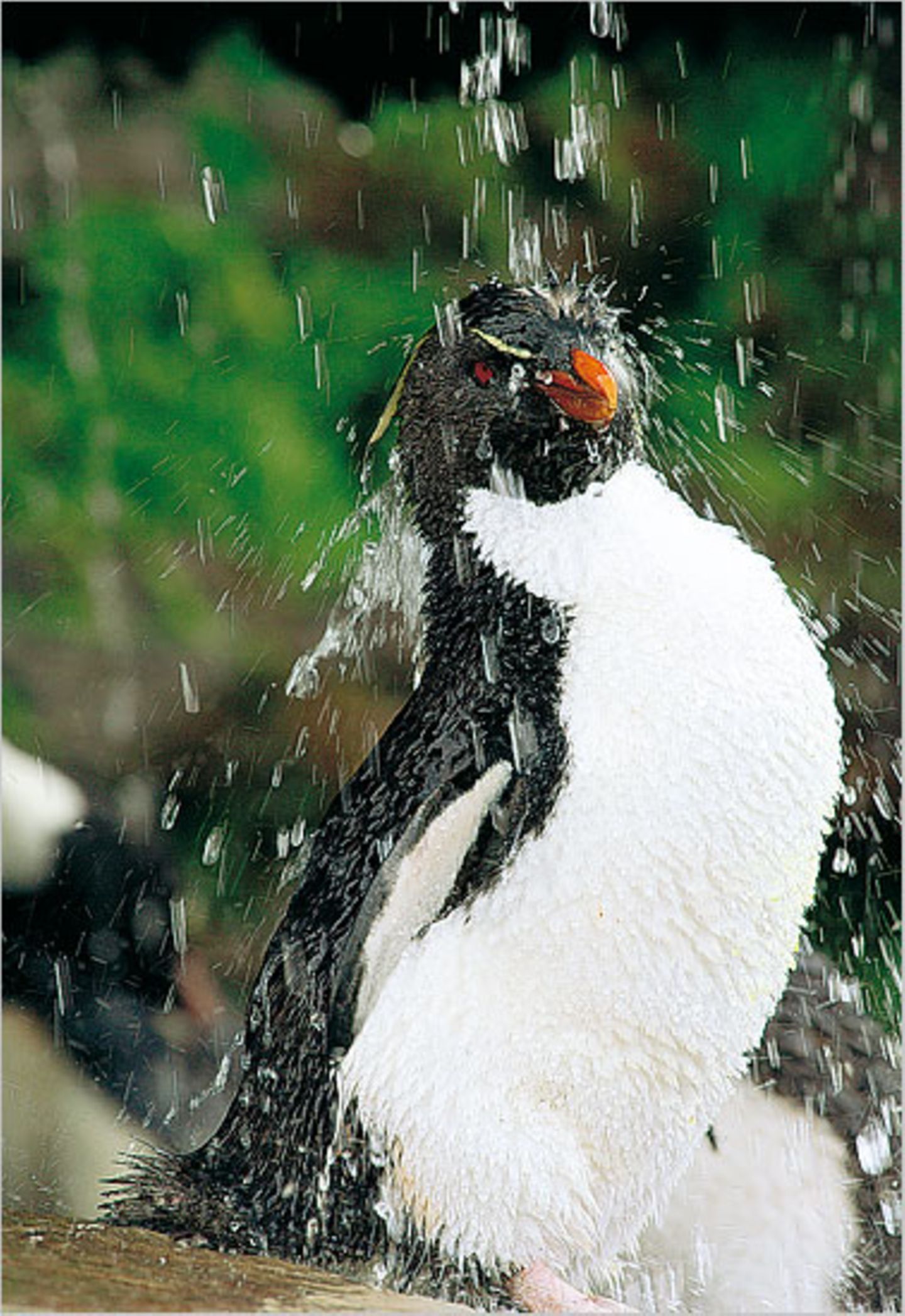 Fotoshow: Pinguine - Bild 13