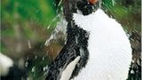 Fotoshow: Pinguine - Bild 13